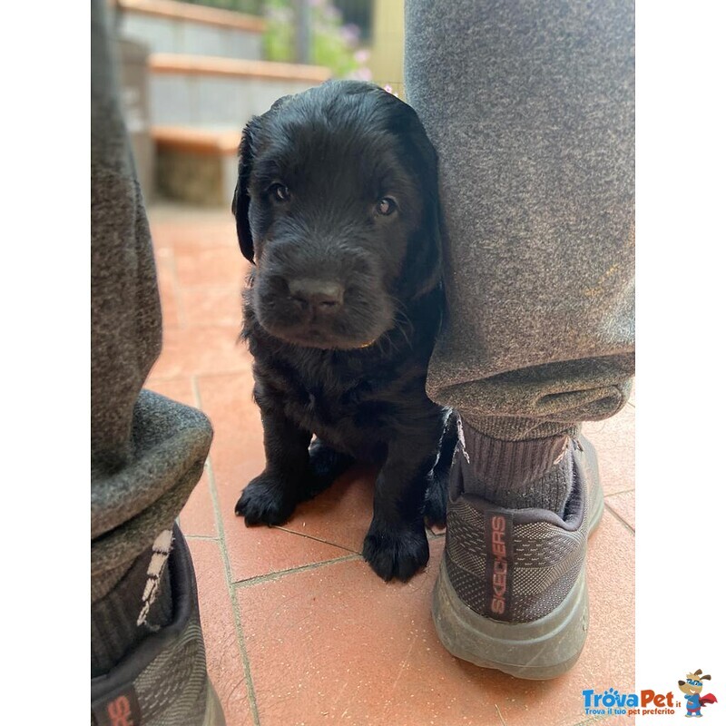 Disponibili Cuccioli flat Coated Retrieve - Foto n. 1