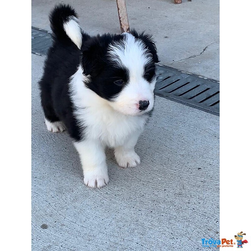 Cuccioli Border Collie - Foto n. 1