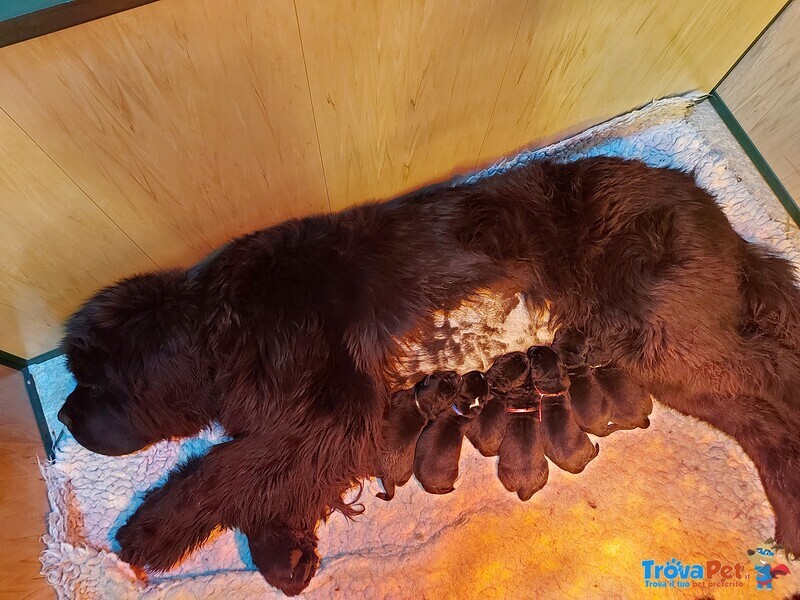 Cuccioli Terranova neri e Bianconeri - Foto n. 2