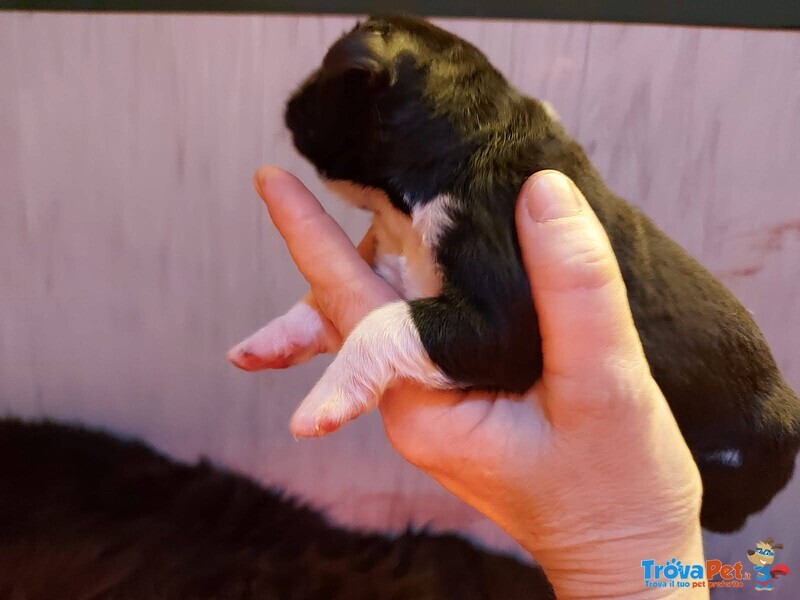 Cuccioli Terranova neri e Bianconeri - Foto n. 1