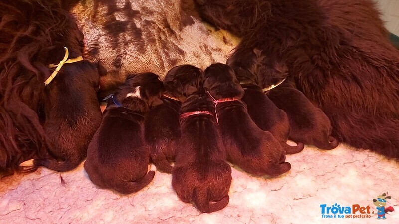 Cuccioli Terranova neri e Bianconeri - Foto n. 4