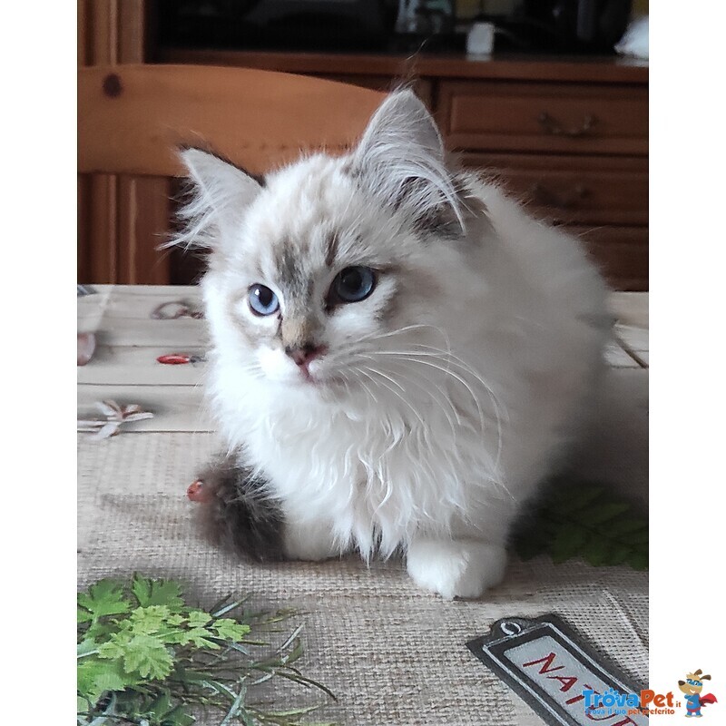 Dolcissimo Cucciolo Ragdoll da pet Therapy - Foto n. 3