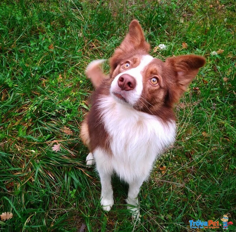 Cuccioli di Border Collie - Foto n. 1