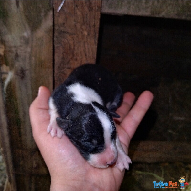 Cuccioli di Border Collie - Foto n. 4