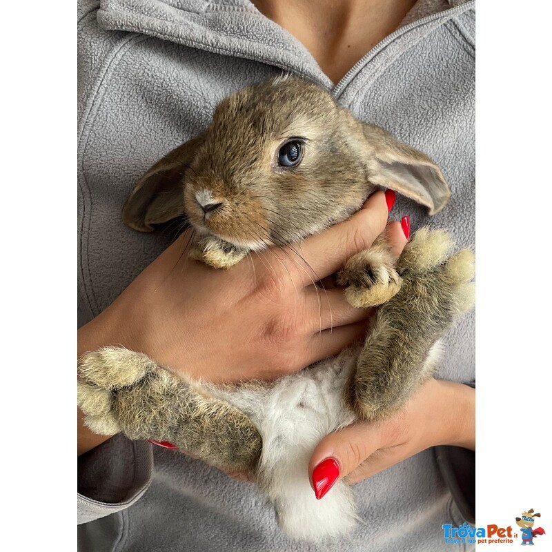 Cuccioli Coniglio Ariete nano Puro - Foto n. 1