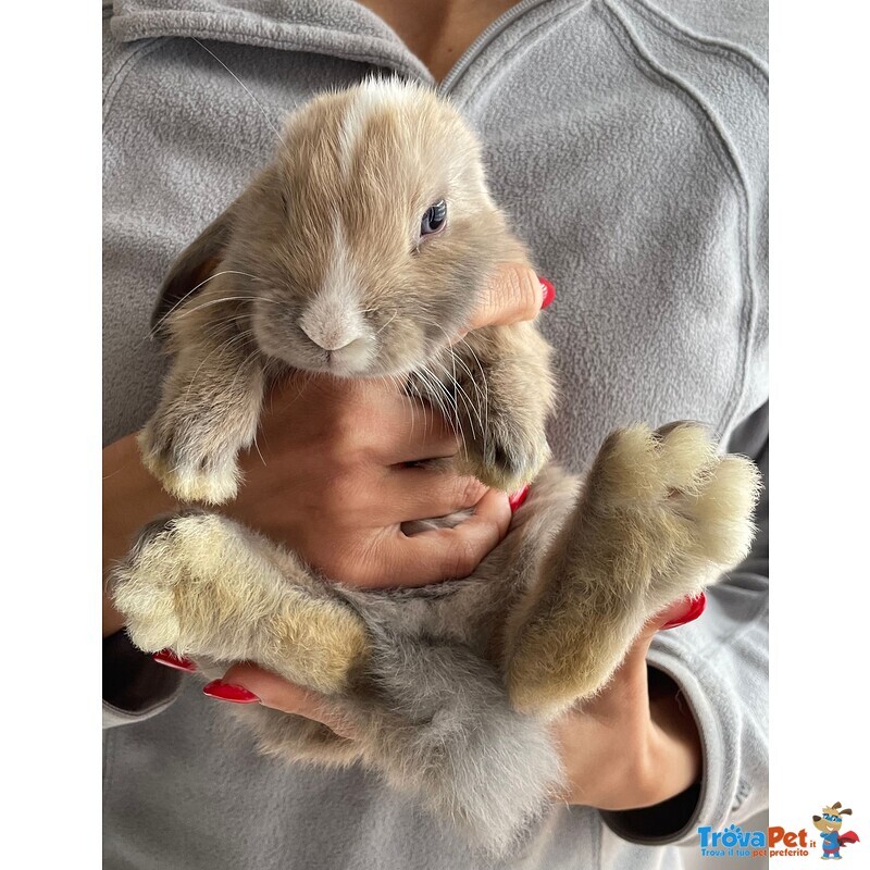 Cuccioli Coniglio Ariete nano Puro - Foto n. 2