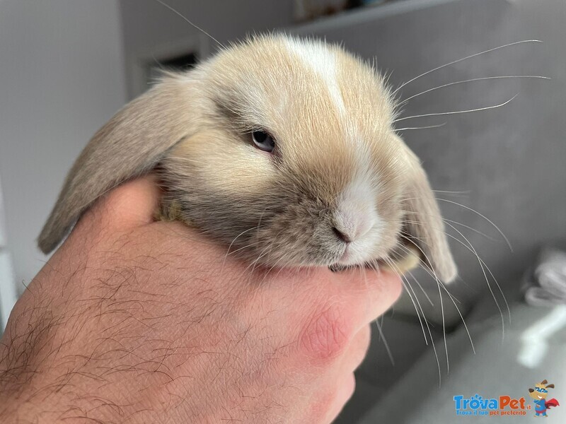 Cuccioli Coniglio Ariete nano Puro - Foto n. 3