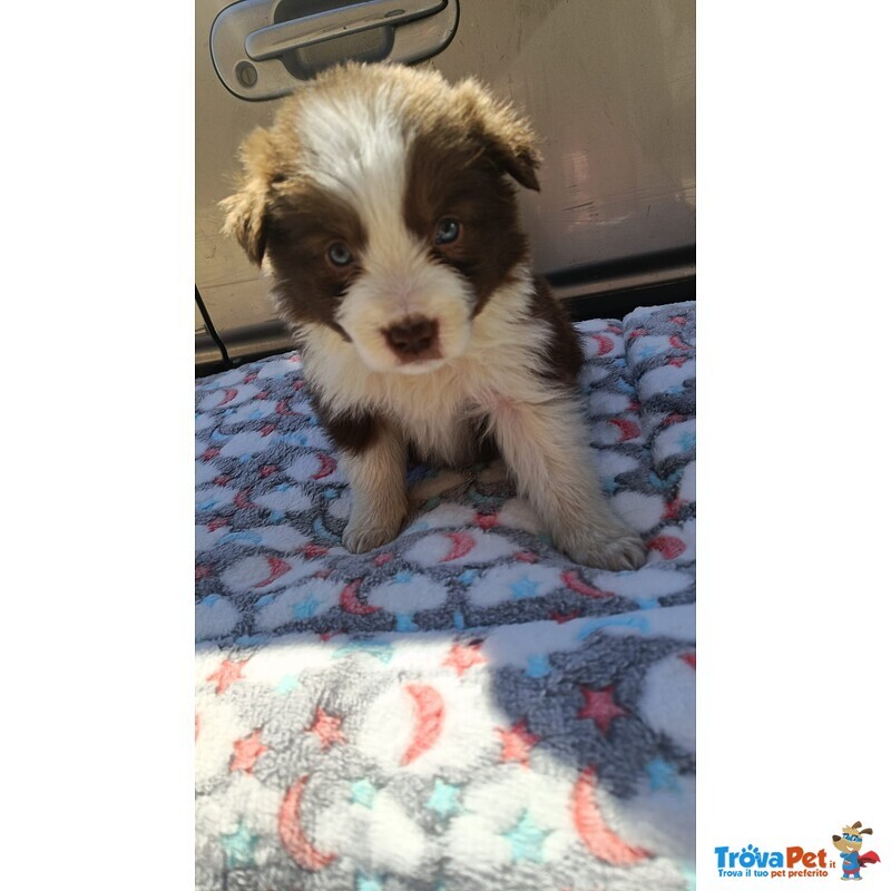 Cuccioli Border Collie con Pedigree Enci - Foto n. 1