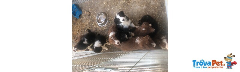 Cuccioli Border Collie con Pedigree Enci - Foto n. 6