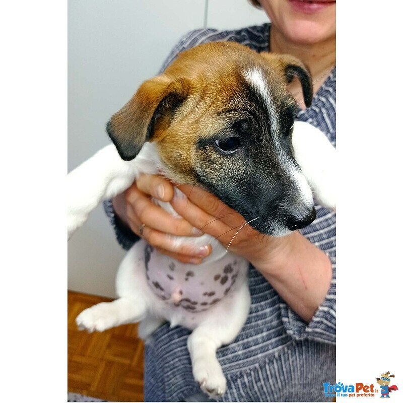 Cuccioli jack Russell Terrier Pedigree - Foto n. 3