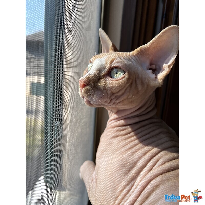 Stallone Canadian Sphynx per Monta - Foto n. 1