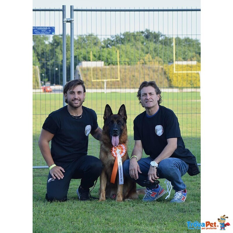 Cuccioli di Pastore Tedesco Allevamento Enci/fci - Foto n. 1