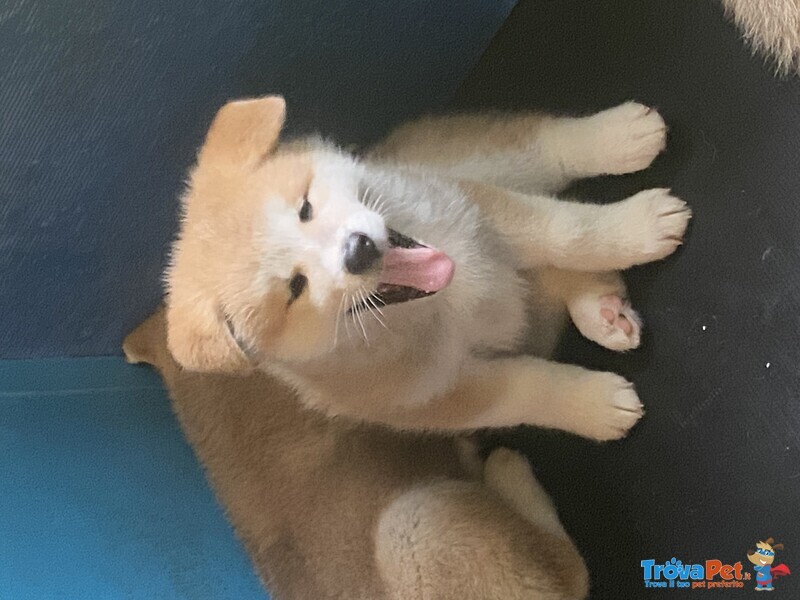 Cucciole Akita Inu - Foto n. 2