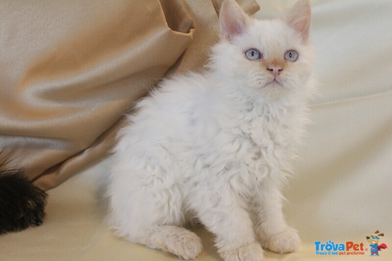 Cuccioli di Selkirk Rex - Foto n. 2