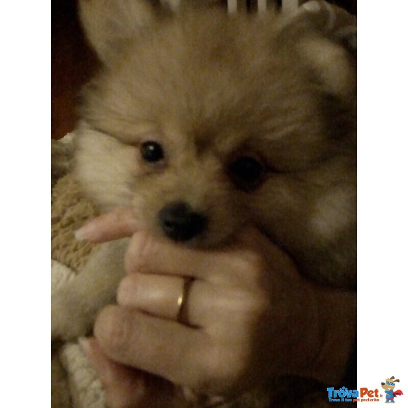 Cuccioli di Spitz Volpino Pomerania Maschi - Foto n. 4