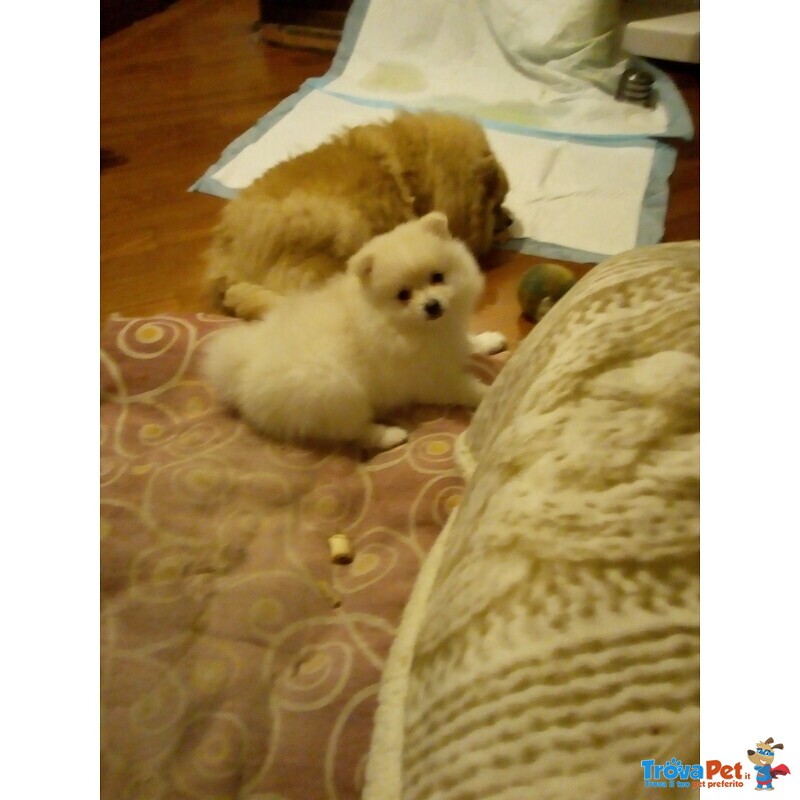 Cuccioli di Spitz Volpino Pomerania Maschi - Foto n. 5