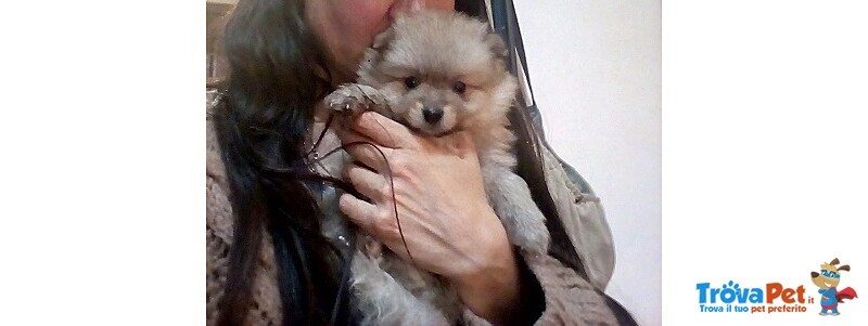 Cuccioli di Spitz Volpino Pomerania Maschi - Foto n. 1