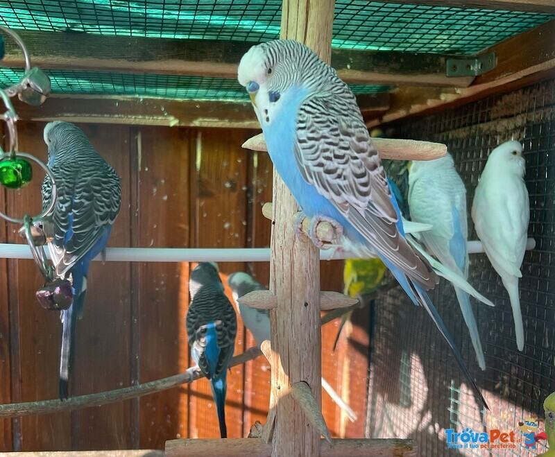 Cocorite Papagali vari Colori(maschi/femmine) - Foto n. 6