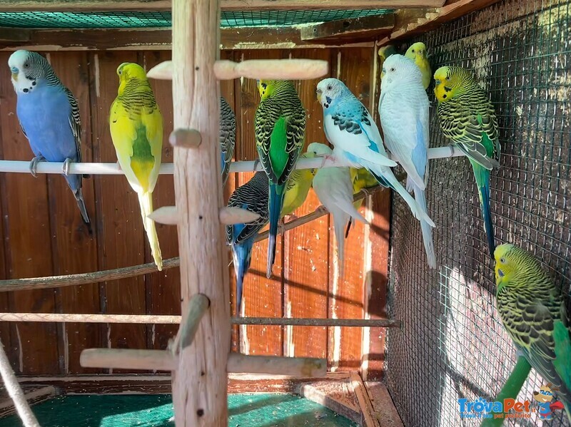 Cocorite Papagali vari Colori(maschi/femmine) - Foto n. 9