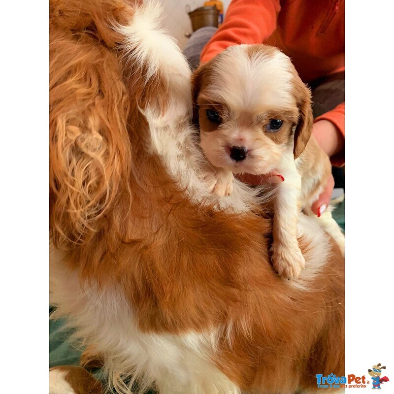 Cuccioli di Cavalier king Charles Spaniel - Foto n. 1