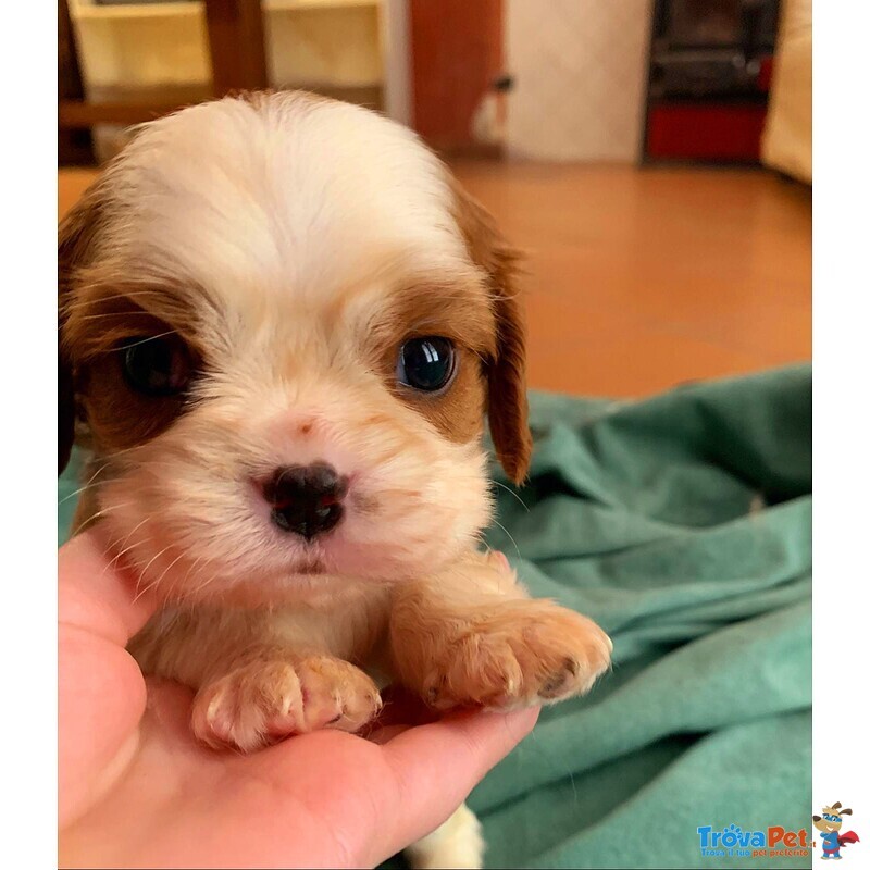 Cuccioli di Cavalier king Charles Spaniel - Foto n. 3