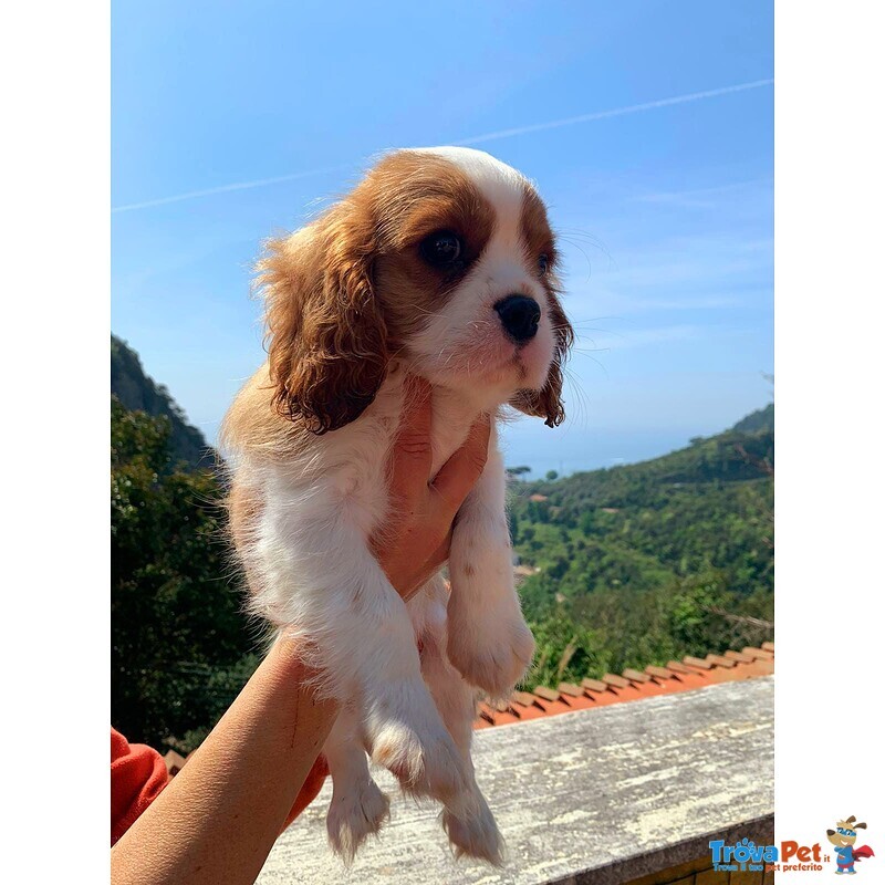 Cuccioli di Cavalier king Charles Spaniel - Foto n. 4