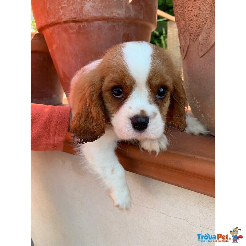 Cuccioli di Cavalier king Charles Spaniel - Foto n. 7