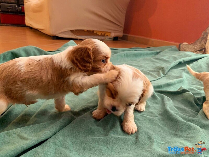 Cuccioli di Cavalier king Charles Spaniel - Foto n. 8