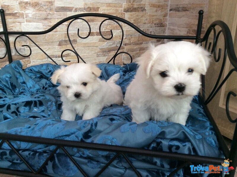 Bellissimi Cuccioli Giocattolo Maltesi Maschio e Femmina - Foto n. 1