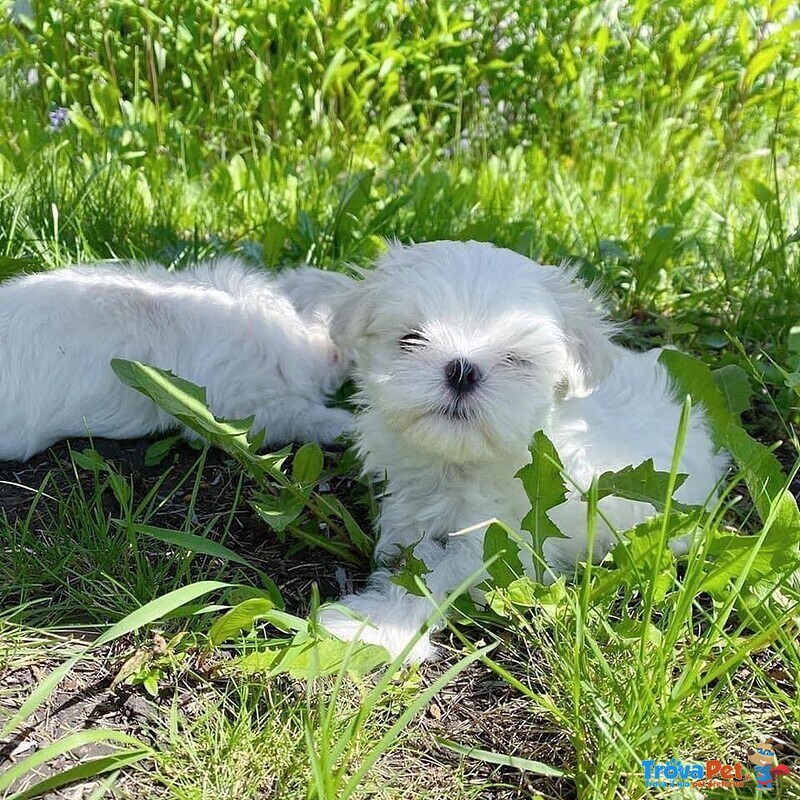 Bellissimi Cuccioli Giocattolo Maltesi Maschio e Femmina - Foto n. 2