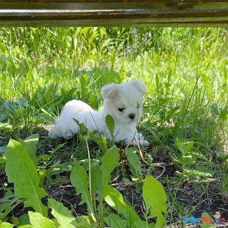 Bellissimi Cuccioli Giocattolo Maltesi Maschio e Femmina - Foto n. 3