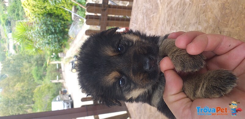 Splendidi Cuccioli di Pastore Tedesco - Foto n. 3