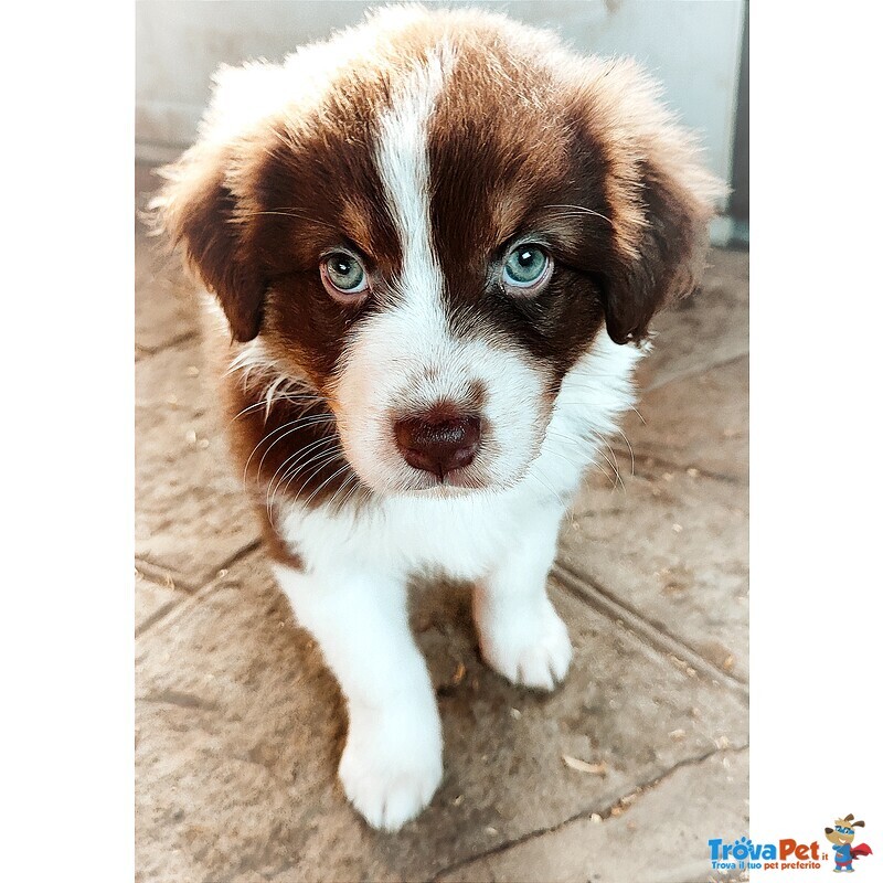 Cuccioli di Australian Sheperd - Foto n. 1