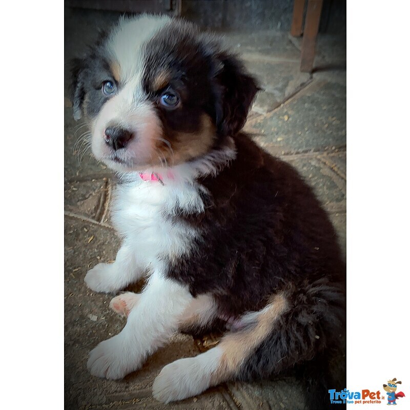 Cuccioli di Australian Sheperd - Foto n. 3