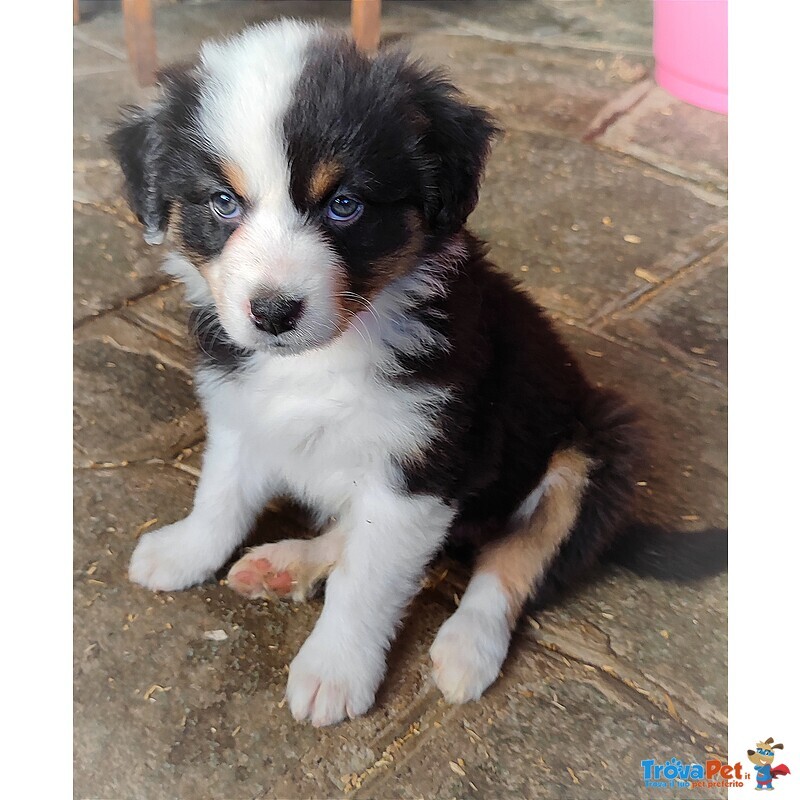 Cuccioli di Australian Sheperd - Foto n. 4