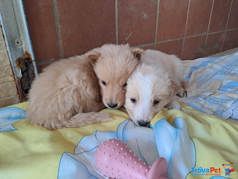 Zeta Femminuccia Cucciola Simil Maremmano - Foto n. 3