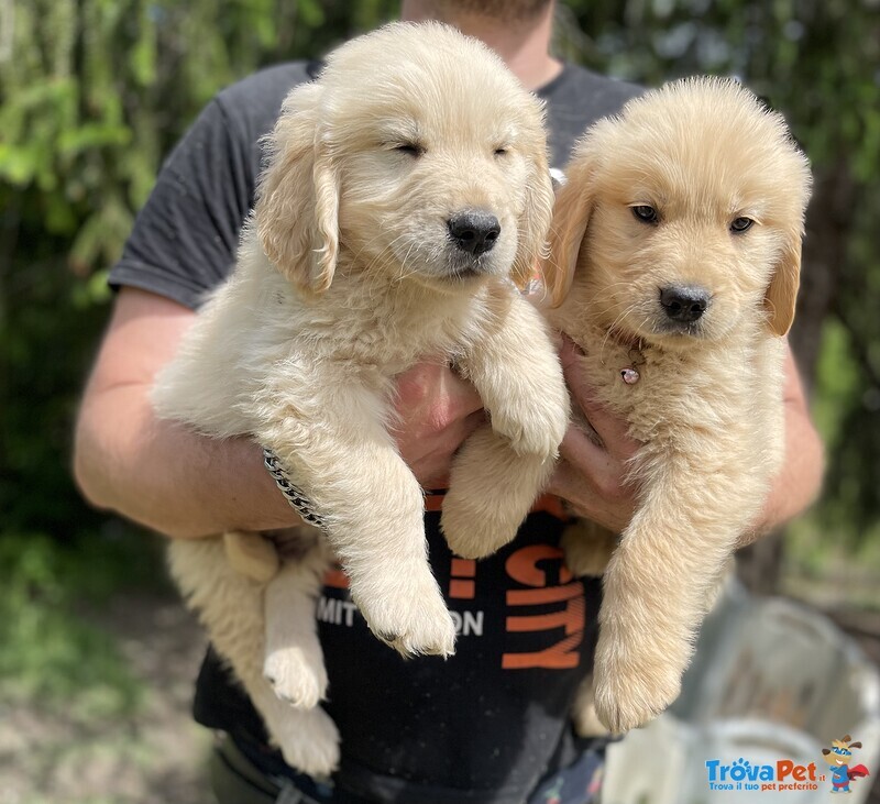 Golden Retriever Cuccioli - Foto n. 1