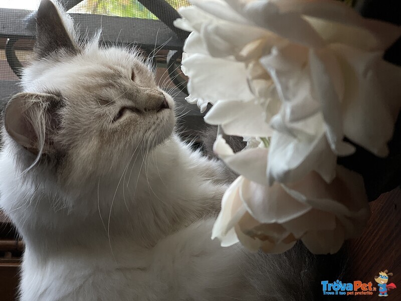 Dolcissimi Cuccioli Ragdoll Disponibili da Subito. con Pedigree. - Foto n. 1