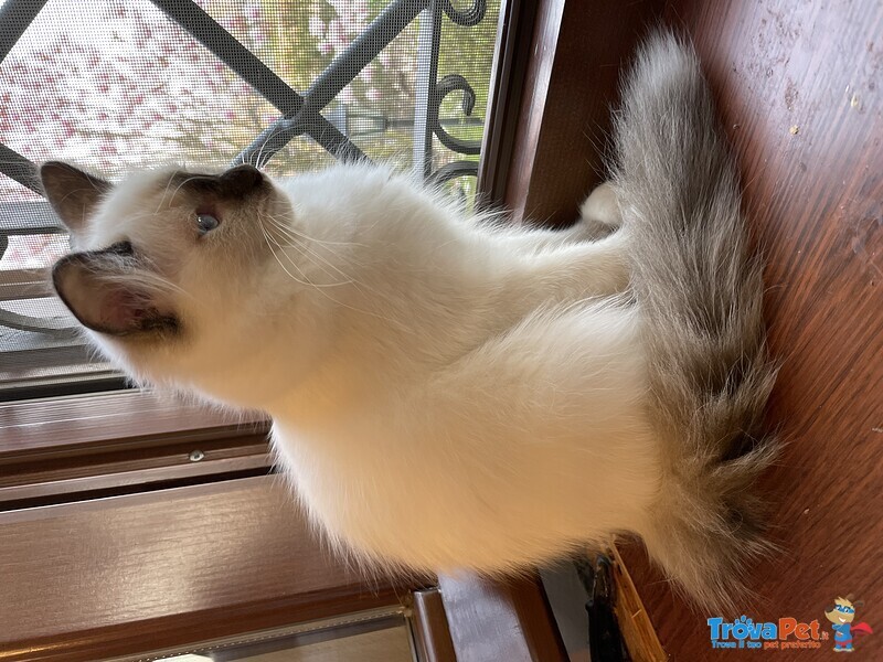 Dolcissimi Cuccioli Ragdoll Disponibili da Subito. con Pedigree. - Foto n. 3