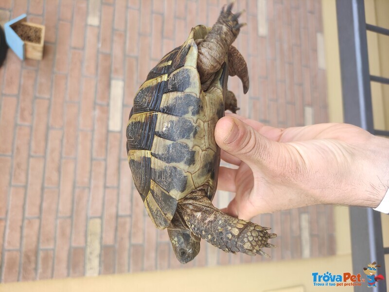 Testudo Hermanni Boettgeri - Foto n. 2