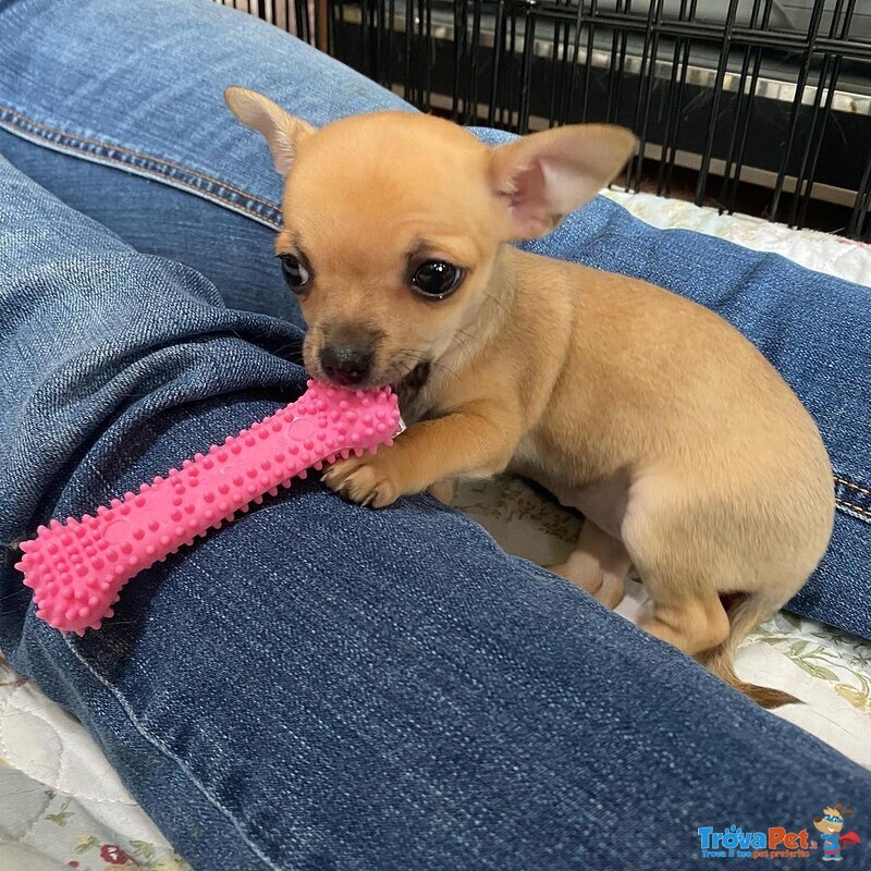 Bellissimi Cuccioli di Chihuahua - Foto n. 1