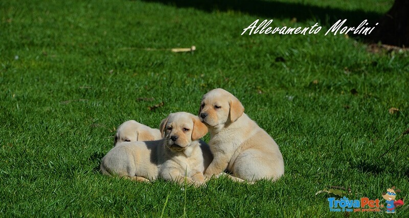 Labrador Femmina con Pedigree Ottimo Prezzo - Foto n. 1