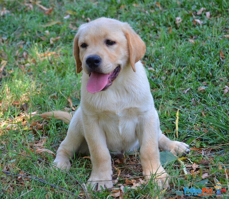 Labrador Femmina con Pedigree Ottimo Prezzo - Foto n. 3