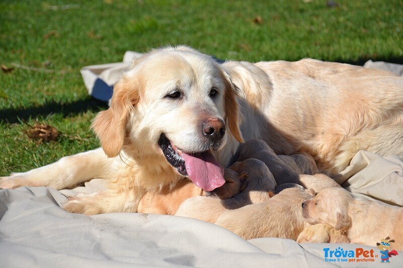 Golden Cuccioli Ottimo Prezzo - Foto n. 2