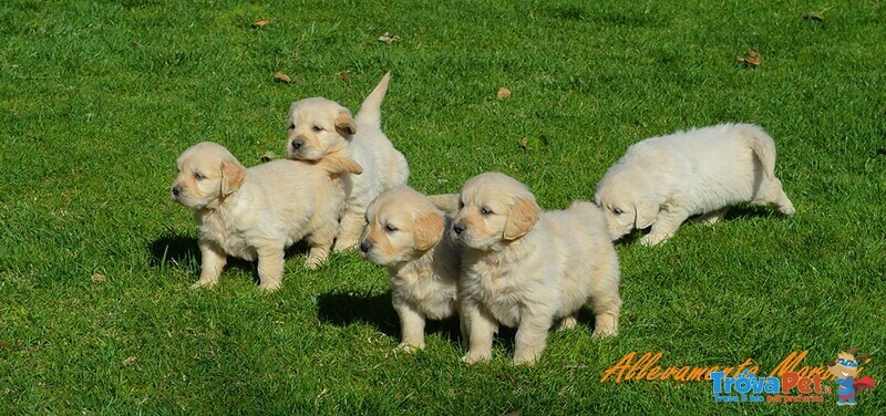 Golden Cuccioli Ottimo Prezzo - Foto n. 1