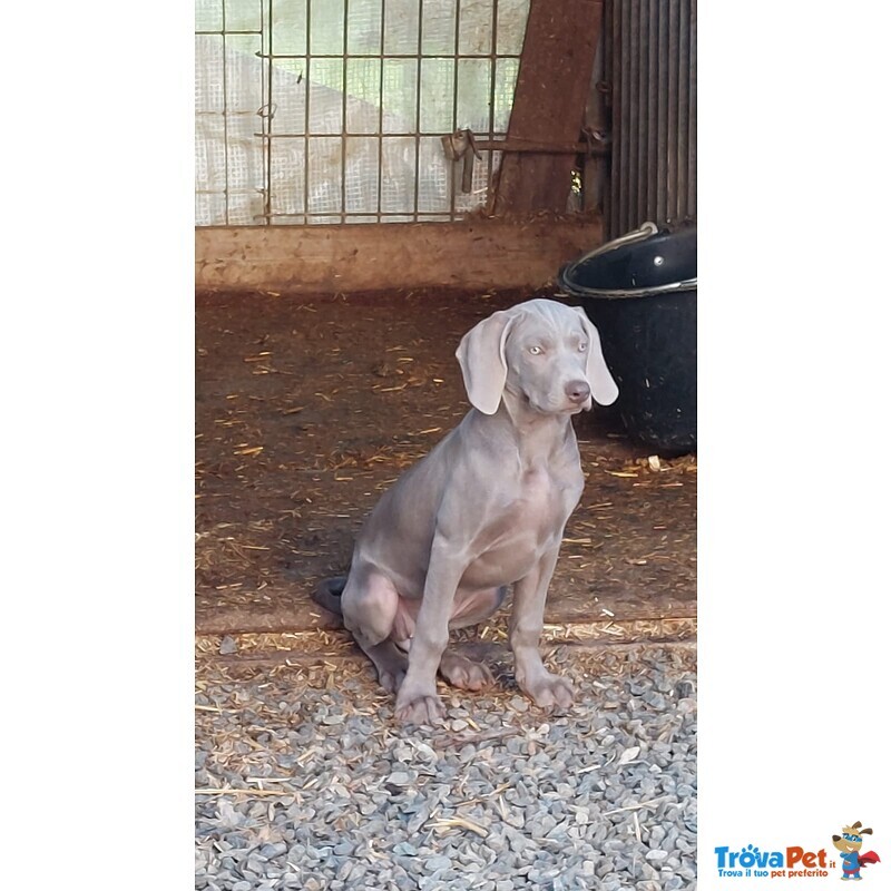 Weimaraner - Foto n. 1