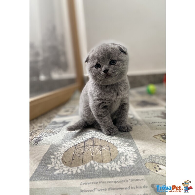 Cuccioli Scottish Fold - Foto n. 3