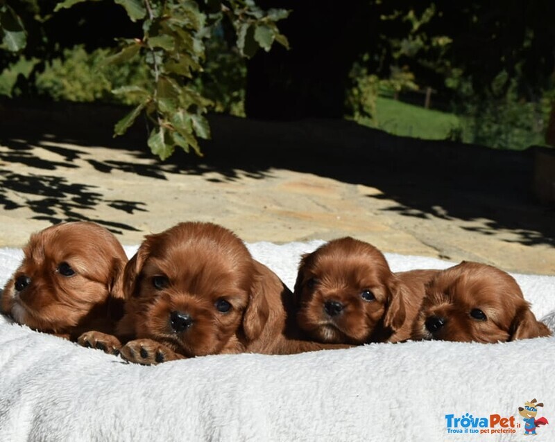 Cavalier king Charles Spaniel con Pedigree Enci - Foto n. 2