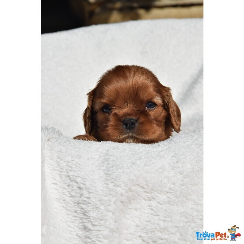 Cavalier king Charles Spaniel con Pedigree Enci - Foto n. 3