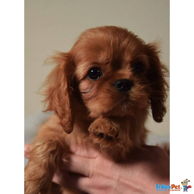 Cavalier king Charles Spaniel con Pedigree Enci - Foto n. 1